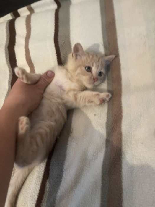 Кошеня котик хлопчик