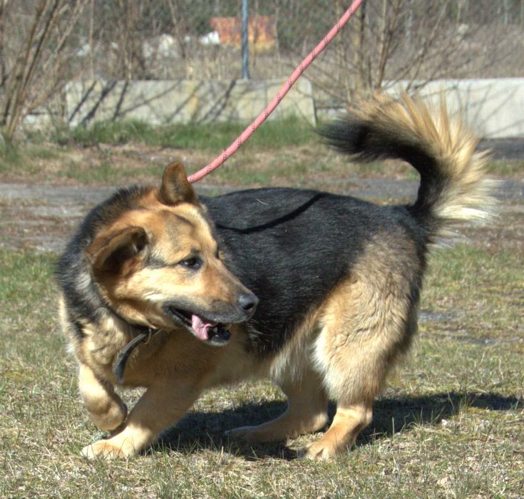 Majki - pies do adopcji!