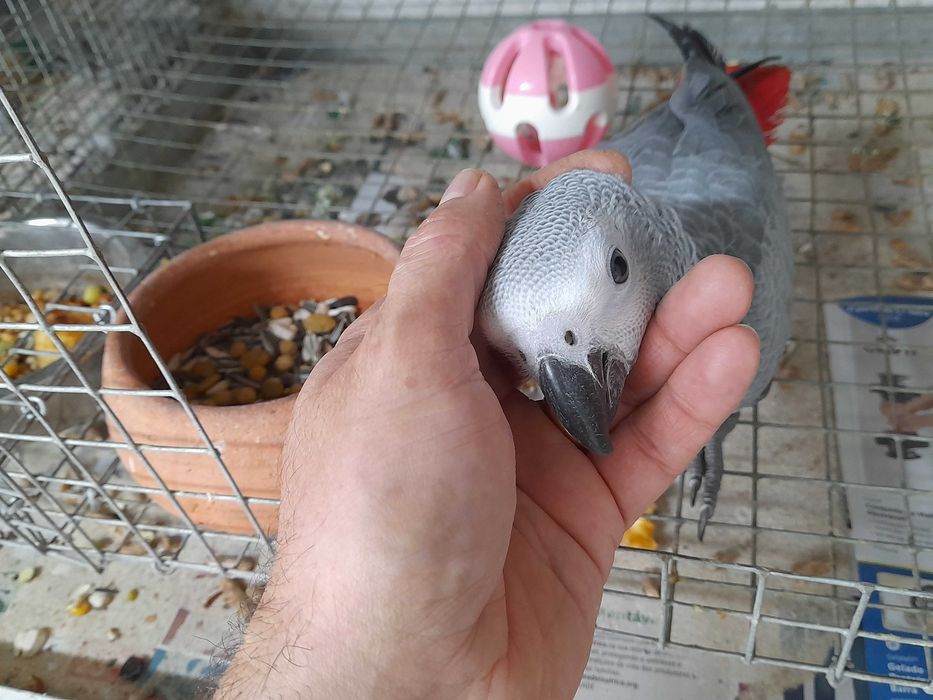 Papagaios Cinzentos, bebés de 2025