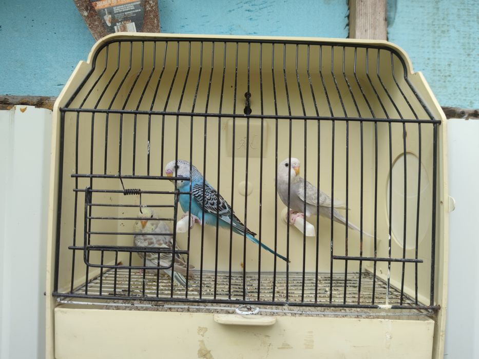 Periquitos novos disponíveis