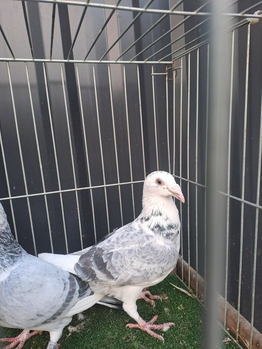 Gołębie staropolskie para