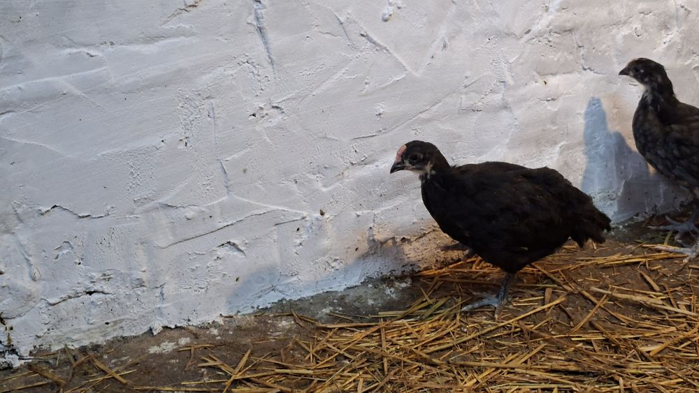 Mlode koguty Australorp czarny, niebieski