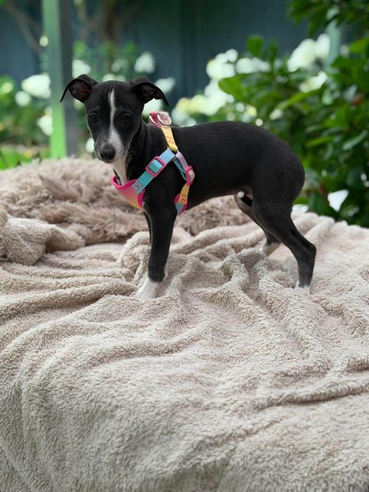 Whippet chart suczka