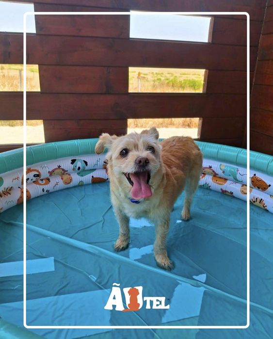Pet Sitting - Santarém e Torres Novas