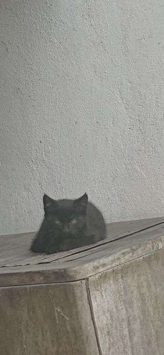 Oddam 2 kotki w dobre ręce