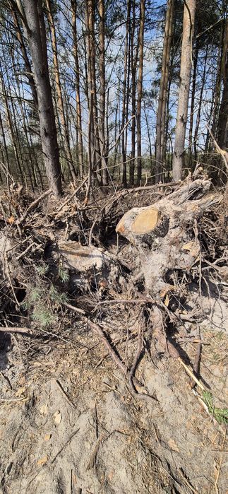 Oddam Karpy, brzoza, sosna