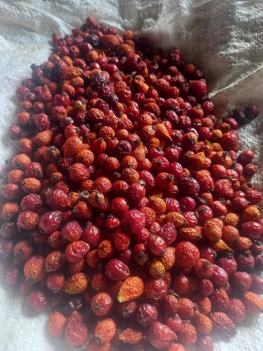 Шипшина сушена, урожай 2025