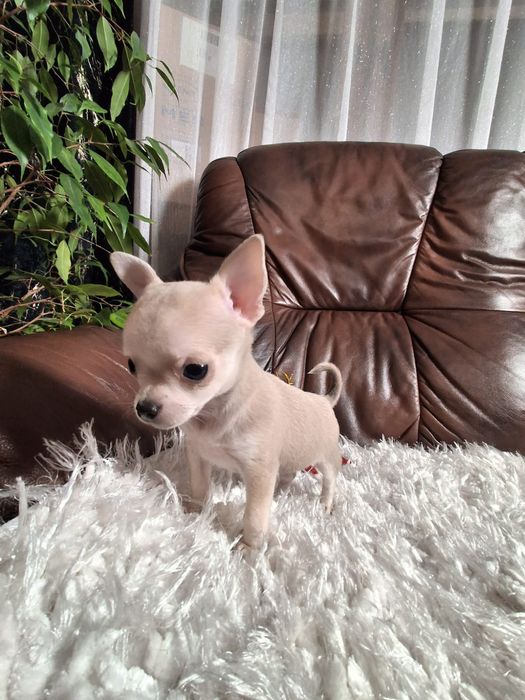 Śliczna suczka chihuahua