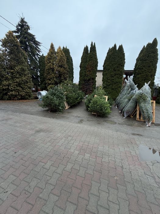 Choinki zielone Pachnące Jodła Świerk