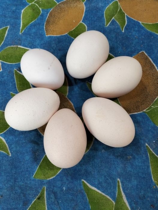 Ovos caseiros de galinhas do campo