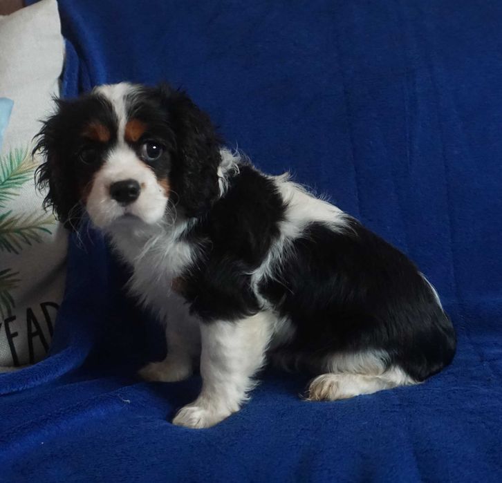 sunia tricolor cavalier king charles spaniel