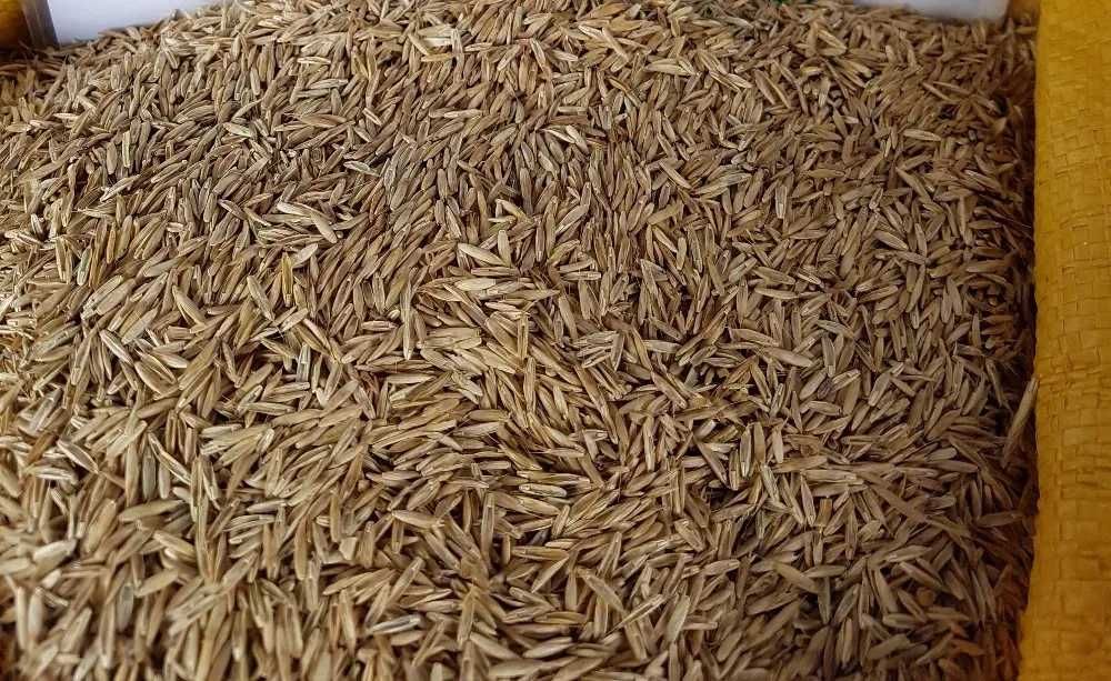 Газонні низькорослі трави для ландшафтного дизайну насіння 1кг