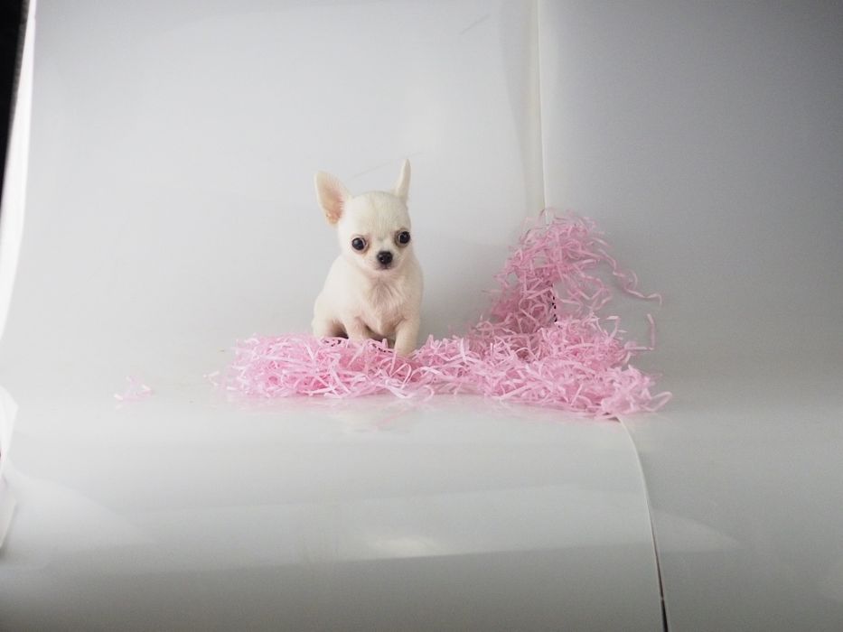 Chihuahua mini długowłosy , gładki