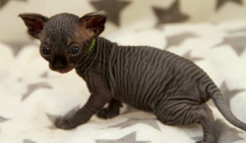 Белые и чёрные котята