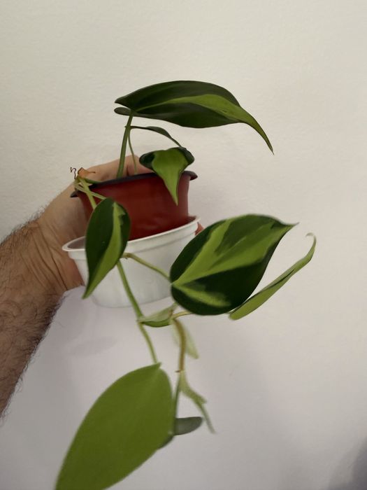 Philodendron Brasil