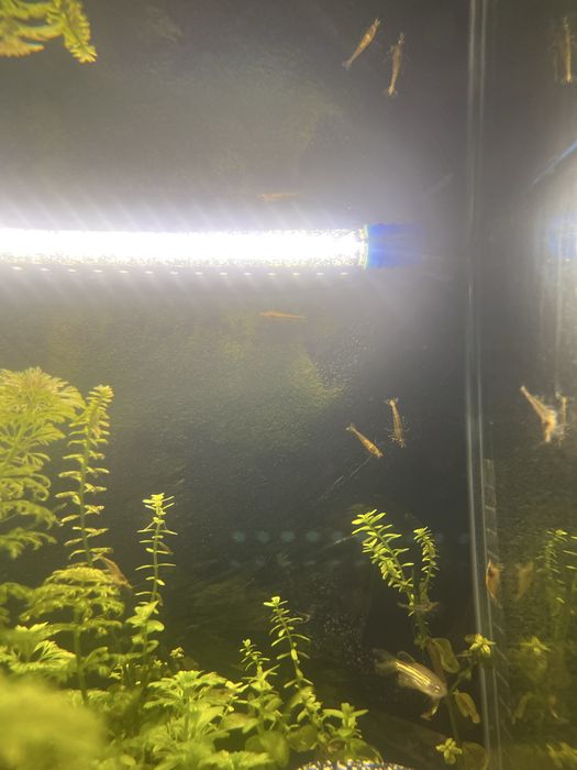 Camarões Neocaridina Amarelos