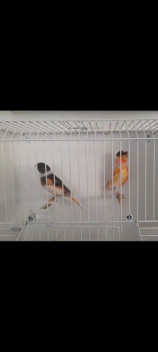 Canários disponíveis