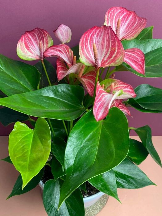 Антуриум сорт Ливиум