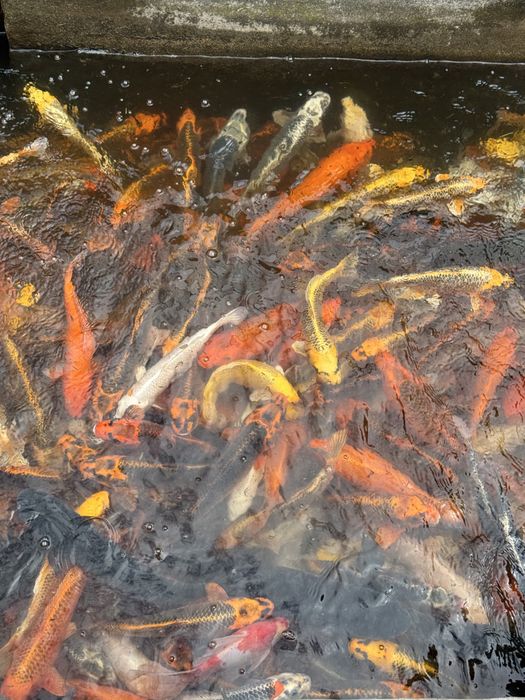 Ryby ozdobne do oczek wodnych – koi japońskie, orfa, karaś,jesiotr