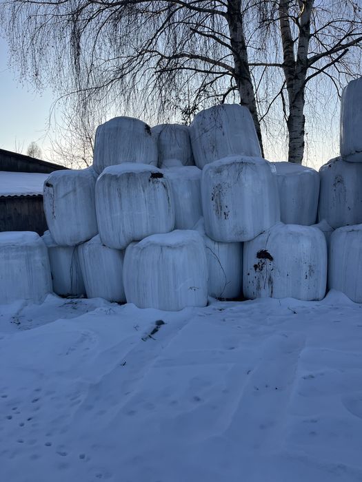 Bele kiszonki sianokiszonka