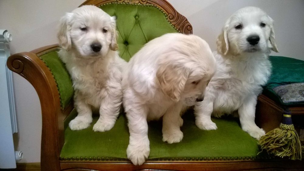 Golden Retriever kremowy piesek