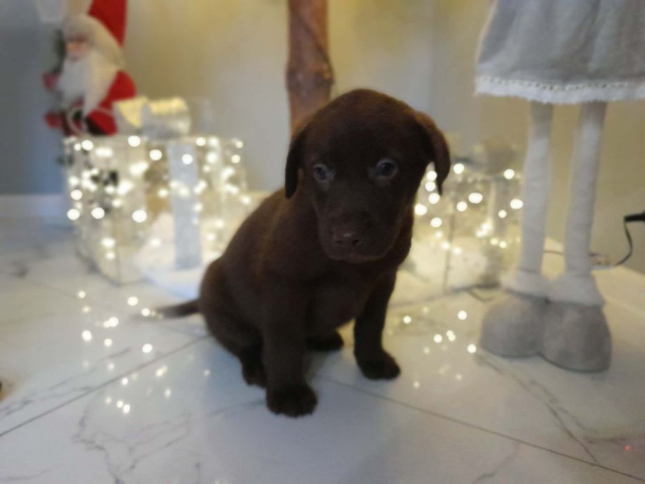 Labrador brązowy szczeniak