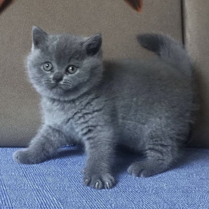 Щасливі   лапки
