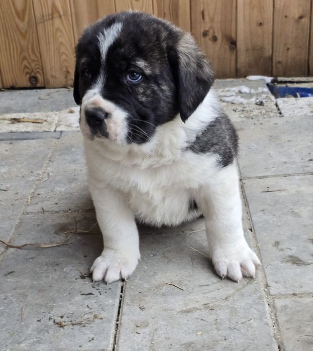 Owczarek środkowowazjatcki