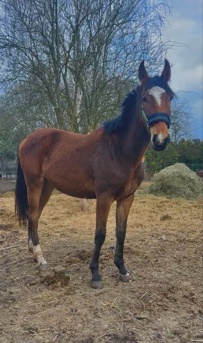 Klacz do sportu     WKKW