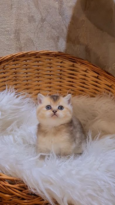 У нас бесподобные малыши