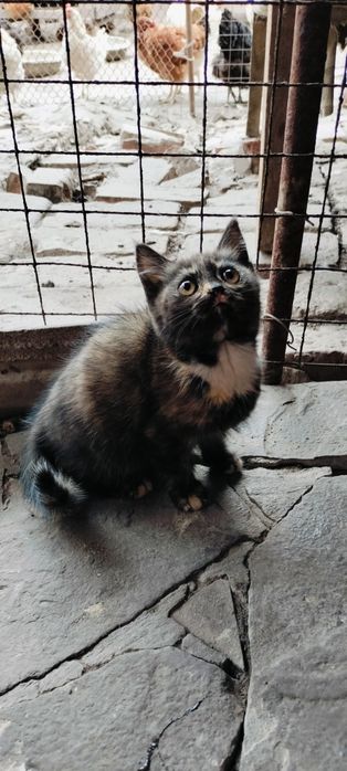 Віддам кошенят в добрі руки