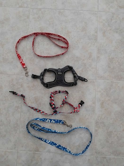 Conjunto de trela e peitorais para cão