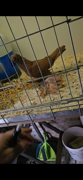 Wywrotek mazurski 2025r