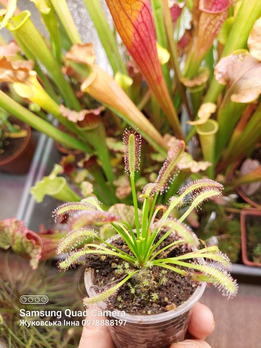 Насіння росянки СПРАВЖНЄ, хижа рослина
