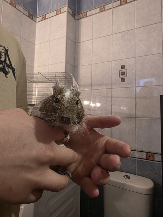 Koszatniczki plus klatka