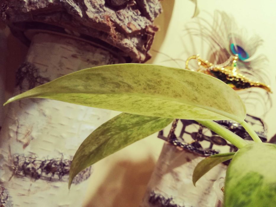 Philodendron Whipple Way Mint Variegata Filodendron roślina kwiat