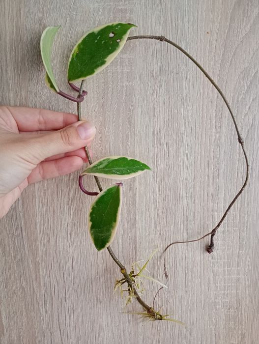 Hoja Flamingo, ukorzeniona sadzonka Hoi, Hoja variegata