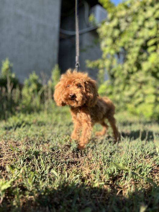 Продається підрощений хлопчик мальтіпу, 5 місяців.
