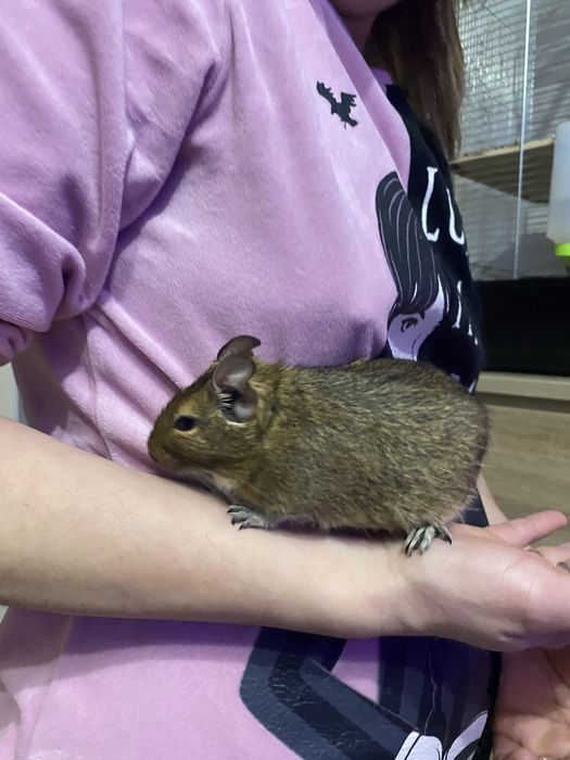 Koszatniczki za darmo