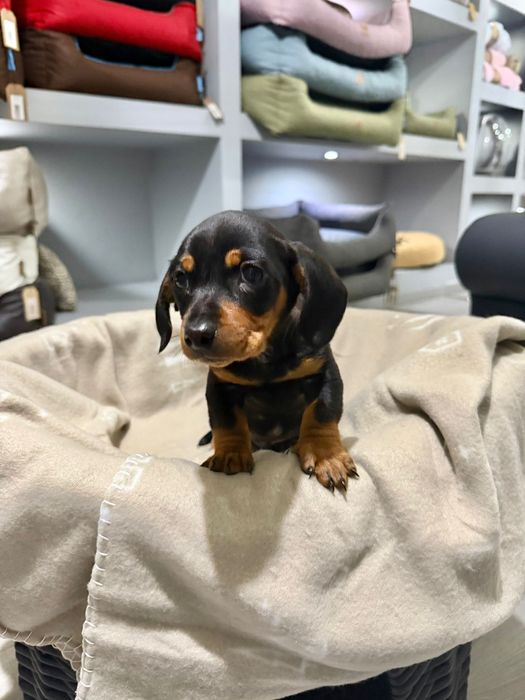 Teckel  menino  lindo