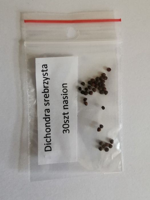 Dichondra srebrzysta