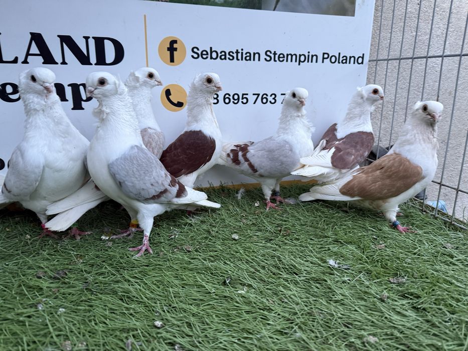 Gołębie. Mewki. Mewka. Możliwy transport