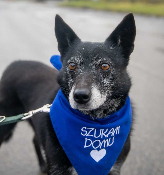 Fanta szuka wspaniałego domu