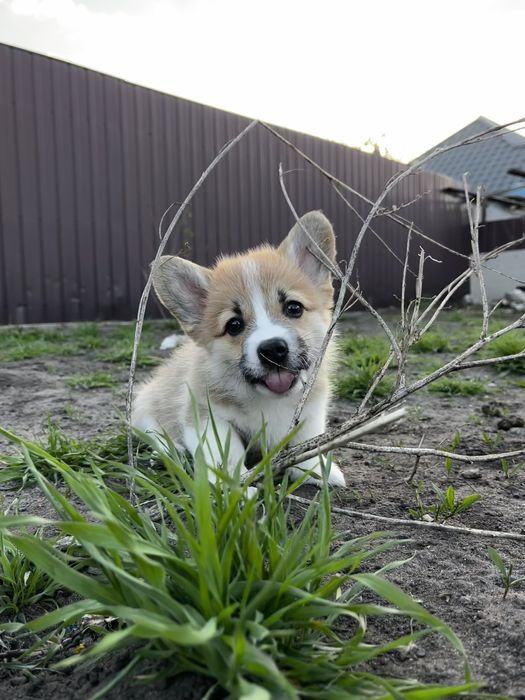 Коргі пемброк 2,5 міс