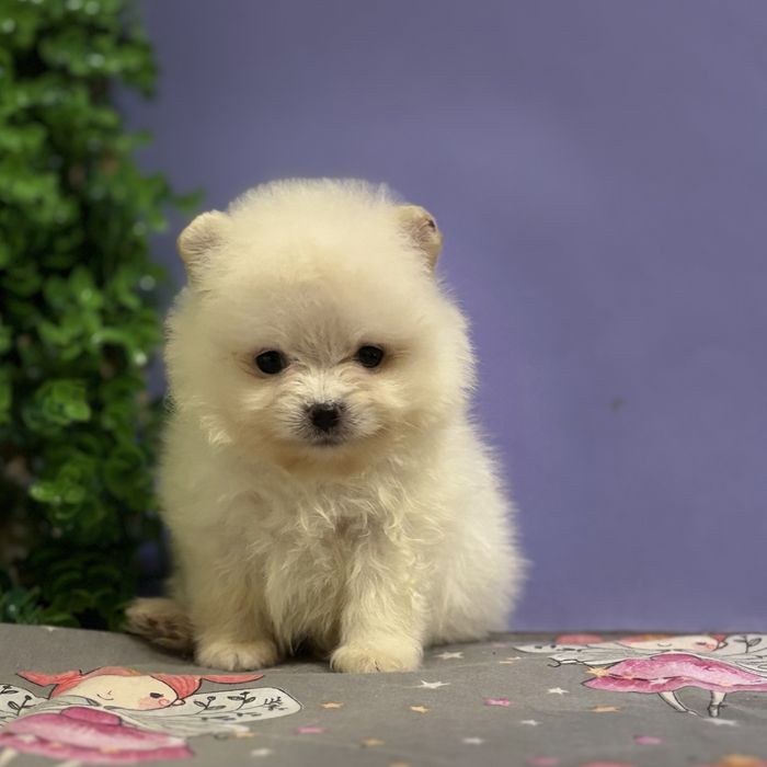 шикарний Хлопчик Міні