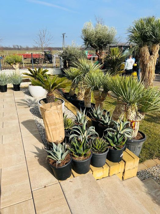 Agave agawa mega mrozoodporne od -20 do -28 jakość premium