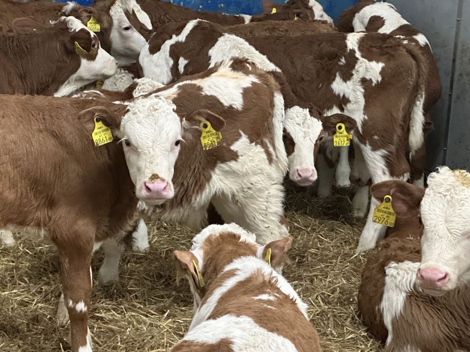 Cielaki odsadki byczki jałóweczki