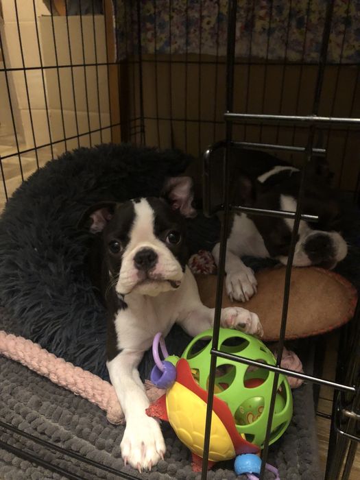 Suczka Boston Terrier