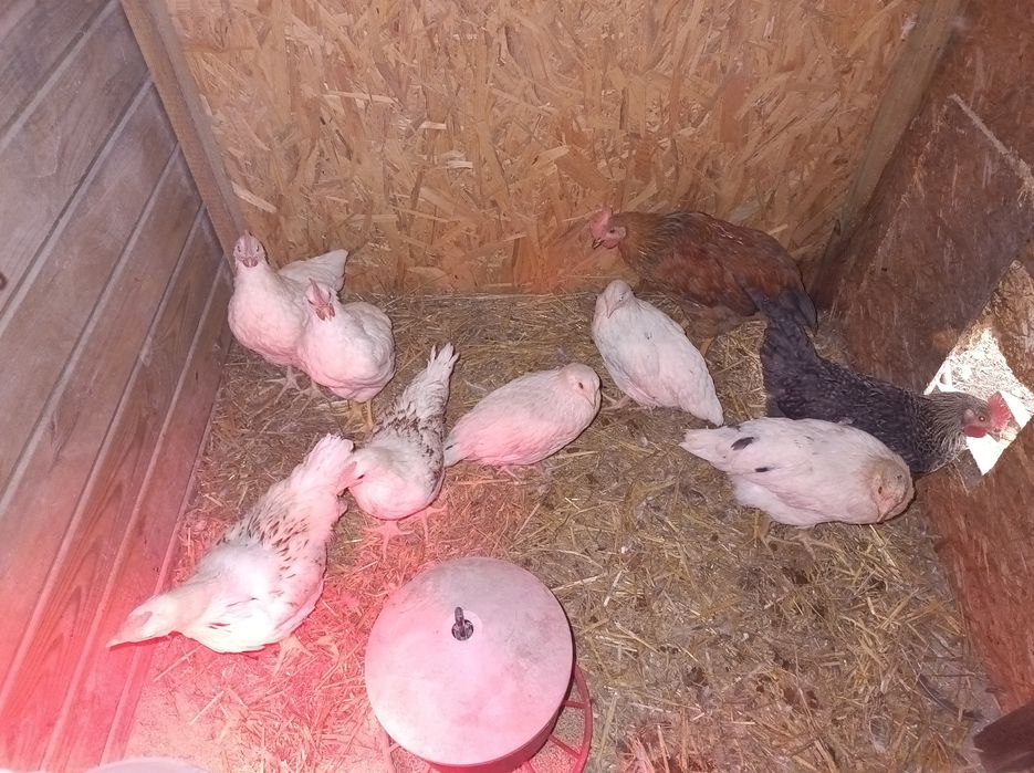 Koguciki 8 tygodni rosa & leghorn
