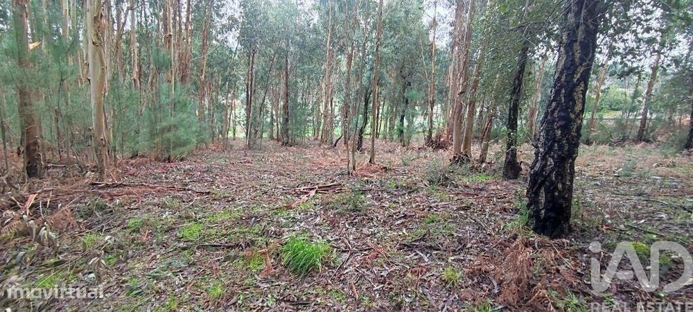 Terreno Agrícola em Bela